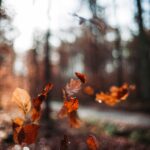 Sustainable Tips to Get You Through Autumn
